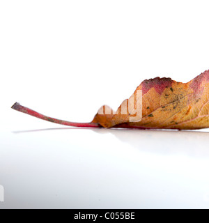 Fallen leaf resting on a reflective surface showcasing autumn hues and details of nature's transition Stock Photo