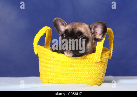 French Bulldog Puppy in bag Stock Photo