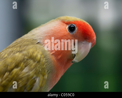 Parakeet Portrait Stock Photo