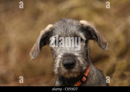 young Irish Wolfhound Stock Photo