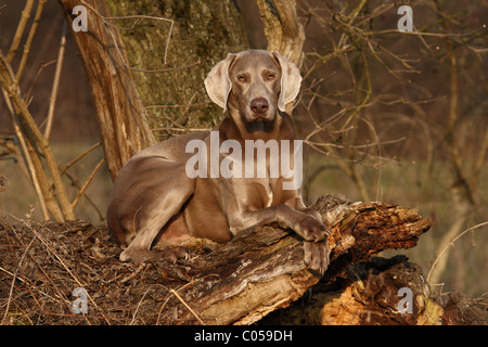 shorthaired Weimaraner Stock Photo