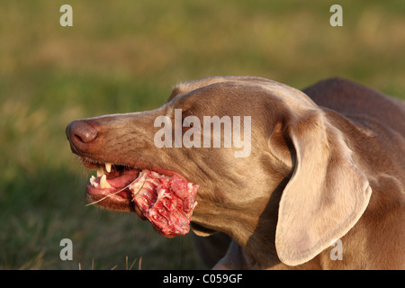 eating Weimaraner Stock Photo