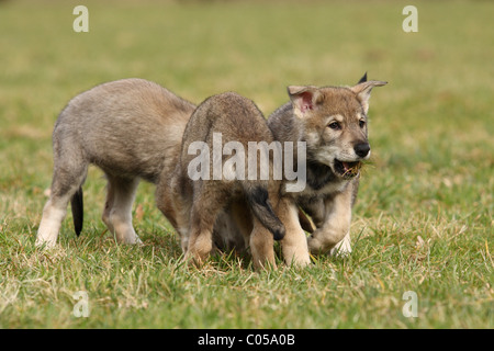 Saarloos Wolfdog Puppy Stock Photo