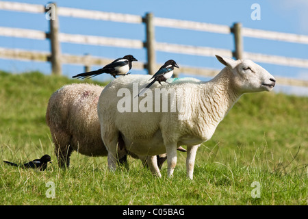 Magpies,Pica pica sitting on sheep's backs looking for parasites or wool for nesting Stock Photo