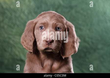 Weimaraner puppy Stock Photo