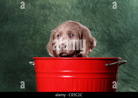 Weimaraner puppy Stock Photo