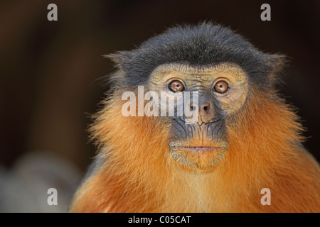 Western Red Colobus (Piliocolobus badius) Stock Photo