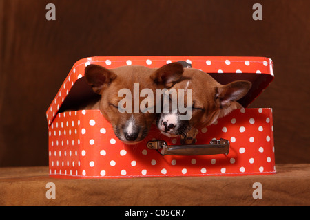 Basenji puppies Stock Photo