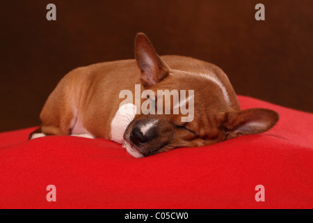 Basenji dog sleeping sweet while lying on a ground in a garden at ...