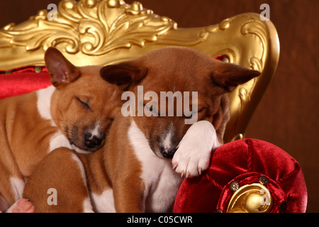 Basenji puppies Stock Photo