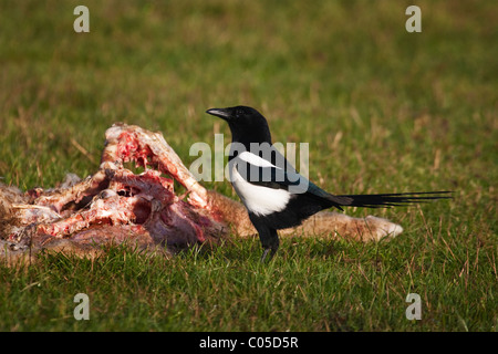 Magpie(pica pica)feeding on a sheep carcass on a farm in Devon,UK Stock Photo