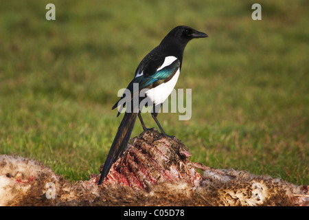 Magpie(pica pica)feeding on a sheep carcass on a farm in Devon,UK Stock Photo