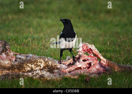 Magpie(pica pica)feeding on a sheep carcass on a farm in Devon,UK Stock Photo