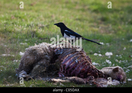 Magpie(pica pica)feeding on a sheep carcass on a farm in Devon,UK Stock Photo