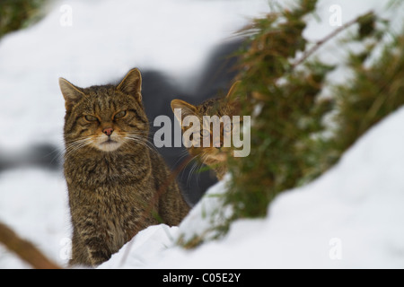 A pair of Scottish Wildcat (felix sylvestris) in Winter snow Stock Photo