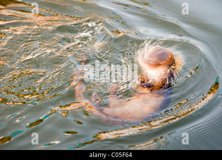 A European Otter (Lutra lutra) shaking water off its head, on Lake Windermere, Lake District, UK. Stock Photo