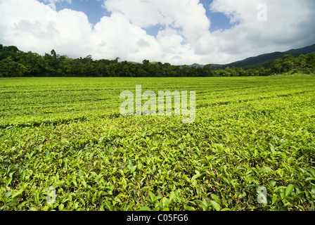 Tea Plantation in Queensland, Australia Stock Photo