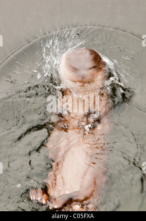 A European Otter (Lutra lutra) on Lake Windermere, Lake District, UK, shaking water off its head after a dive. Stock Photo