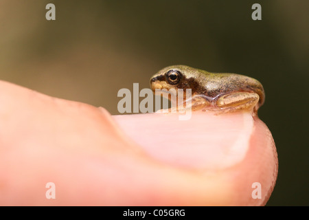 European tree frog, Hyla arborea, On a lily Israel Stock Photo