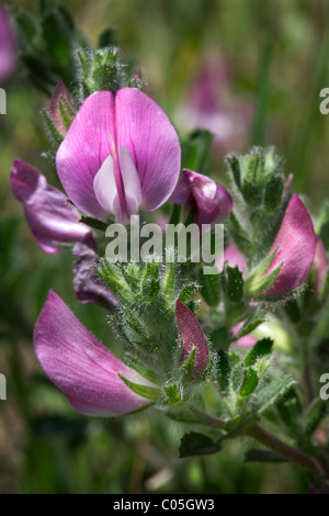 Spiny restharrow (Ononis repens subsp. spinosa / Ononis spinos) in flower Stock Photo