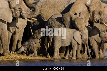 Elephant herd at waterhole, Etosha National Park, Namibia. Stock Photo