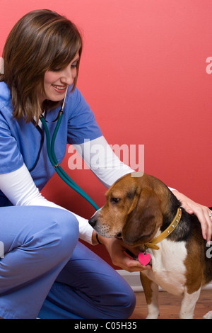 A veterinarian tends to a sick beagle dog and listens to his heart with a stethoscope. Stock Photo