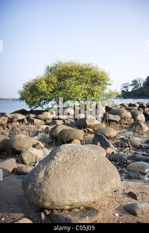 Tree growing behind giant boulders by the sea shore in Goa, India Stock Photo