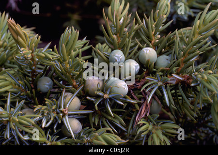 Juniper Berries on Dwarf Juniper aka Common Juniper (Juniperus communis) Bush Stock Photo