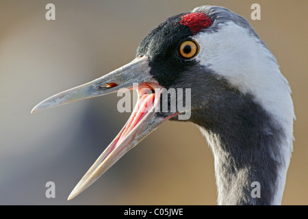 Common Crane portrait, Lake Hornborgasjoen, Sweden Stock Photo