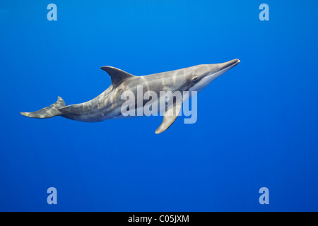 rough-toothed dolphin, Steno bredanensis, Kona Coast, Big Island, Hawaii, USA, Pacific Ocean Stock Photo
