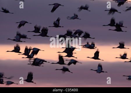 Common Cranes  in spring,  Lake Hornborgasjoen, Sweden Stock Photo