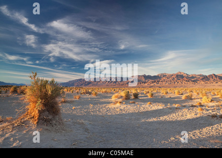 Evening view of Devil's Corn Field in Death Valley National Park, California Stock Photo