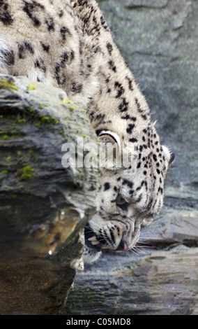 Female snow leopard  snarling on rock Stock Photo