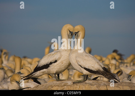 Cape Gannets Preening, Bird Island, South Africa Stock Photo