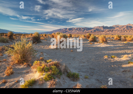 Devil's Corn Field in Death Valley National Park, California Stock Photo