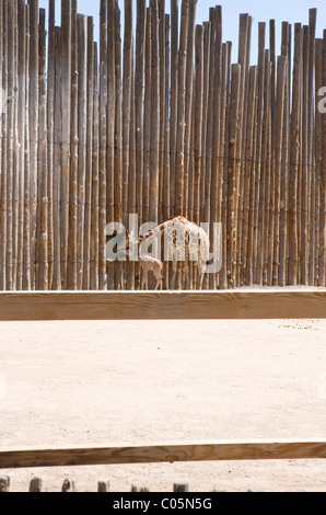 Giraffe mother with baby, eating breakfast through a window in the wall, Albuquerque Rio Grande Zoo. Stock Photo