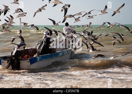 Vida Tamaño Seagull 56 cm de altura estatuilla Náutica Barco de Pesca Playa Gaviota Pájaro 