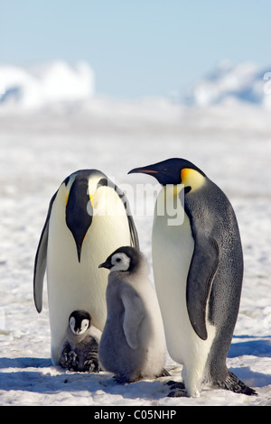 Emperor penguins and chicks, October, Snow Hill Island, Weddell Sea, Antarctica. Stock Photo