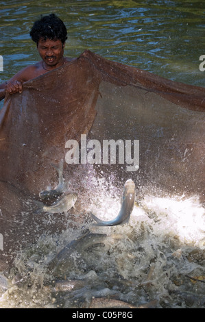 Bangladeshi fisherman catching fish with a net, fish splashing in net Stock Photo