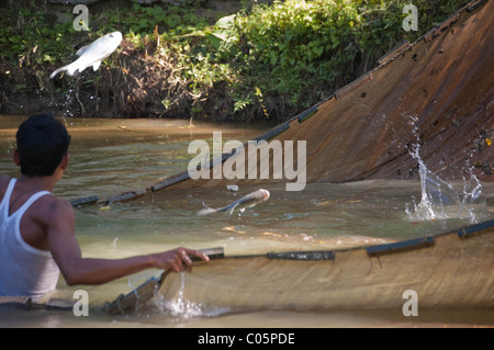 Bangladeshi fisherman catching fish with a net, showing fish jumping out of the water. Stock Photo