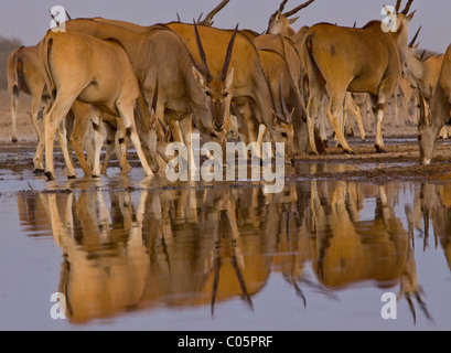 Eland herd reflected at waterhole, Etosha National Park, Namibia.