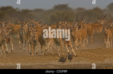 Eland herd running towards waterhole, Etosha National Park, Namibia.