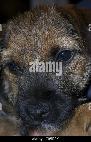 Border Terrier Face close up Stock Photo