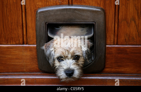 Puppy looking through cat flap Stock Photo