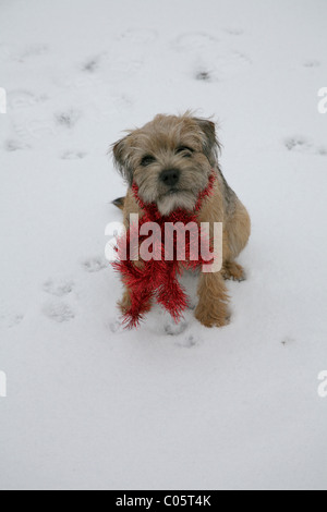 Small dog in the snow Stock Photo