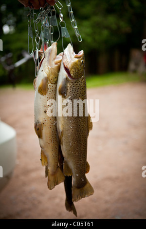 Fish stringer with trout, McKenzie Wild and Scenic River