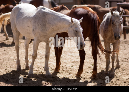 Tres Horses, Tucson Arizona Stock Photo