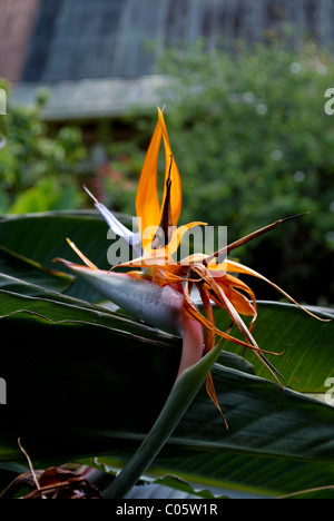 Tropical Bird of Paradise Flower. Oahu Hawaii. Stock Photo