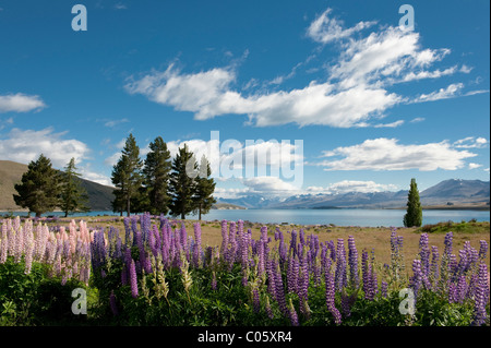 Wild Lupins on the shore of Lake Tekapo, South Island, New Zealand Stock Photo