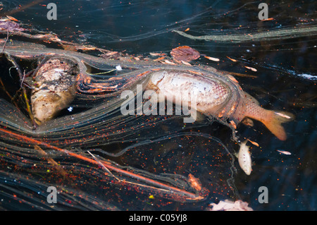 Dead Carp floating in a lake Stock Photo